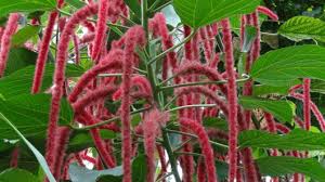 Image result for Acalypha hispida
