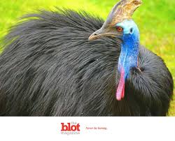 Birds For Sale In Florida Prehistoric Bird That Killed Owner For Sale In Florida Large Flightless Bird Aggressive Animals World Birds