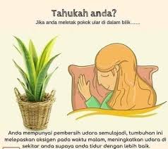 Malah ia juga bertindak sebagai penapis udara dan membantu membersihkan. 5 Kebaikan Pokok Lidah Mertua Teratak Tepi Sungai Facebook