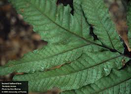 Image result for Tectariaceae