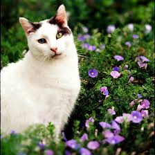 32 Beautiful Flower Names You Ll Love For Your Cat Grey Cat Names Cat Illnesses Cat Names