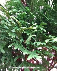 A compact pyramid with bright green colour. Holmstrup Eastern Arborvitae Tree Greenwood Nursery