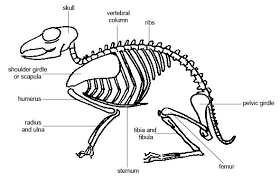 The feline anatomy chart is an essential tool for referencing, teaching and learning feline anatomy at all levels. Anatomy And Physiology Of Animals The Skeleton Wikibooks Open Books For An Open World