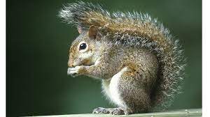 Nine Tips to Control Squirrels - Pest Control Technology