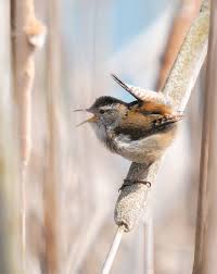 Select from 35870 printable crafts of cartoons, nature, animals, bible and many more. Wren Wikipedia