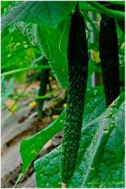Image result for Cucumis aetheocarpus
