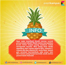 Khasiat nanas dalam tin adalah kurang berbanding nanas segar. Manfaat Mengejutkan Buah Nanas Untuk Pencernaan Eventkampus Com