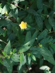 Image result for Sida rhombifolia