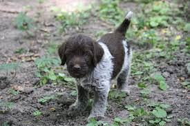 If you are unable to find your wirehaired pointing griffon puppy in our puppy for sale or dog for sale sections, please consider looking thru thousands of wirehaired pointing griffon dogs for adoption. 130 Wish List Ideas In 2021 Dog Breeds Cute Dogs Griffon Dog