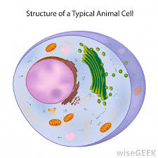 May 08, 2020 · this diagram shows the structure of a mitochondrion. What Are Somatic Cells With Pictures