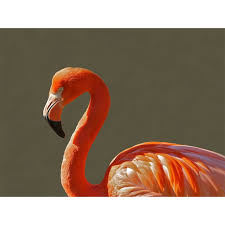 The flamingo museum 1 year. Lancetti Pink Flamingo Eau De Toilette For Woman 100 Ml