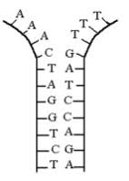 Best dna molecule and replication worksheet answers consult from structure of dna and replication worksheet answers , source:gfactorconsulting.com you have all your materials. Dna History Structure And Replication Flashcards Quizlet