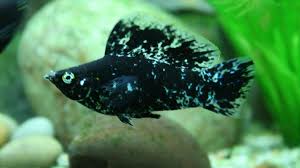 The gestation period of a molly fish is around 60 days. Mollie Fish Species Profile