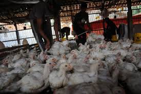 Harga ayam broiler kalimantan selatan, banjarmasin meski tidak bisa dibilang 100% akurat ini bisa di jadikan referensi untuk panen di tahun berikutnya dengan melihat siklus pengulangan tahunan. Dua Hari Jelang Ramadan Harga Ayam Potong Tembus Rp61 Ribu Per Kilogram Jpnn Com