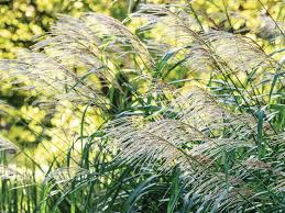 Image result for Miscanthus violaceus