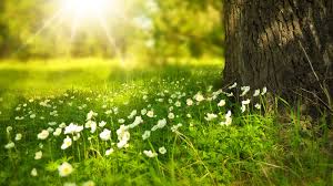 Resultado de imagen para naturaleza