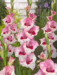 Gladiolus Perry My Board Cover Gladiolus Pink Perennials Pretty Flowers