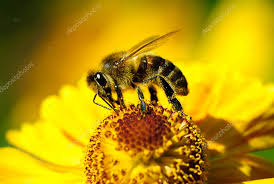 Foto Ape, immagini Ape da scaricare | Foto stock - Depositphotos
