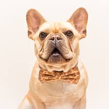 From sandov's english bulldog we want to advise you on how to avoid falling into the hands of scammers! Why You Don T Want Purebred Dogs In Rare Colors