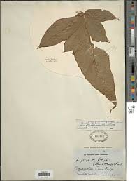 Image result for Tectaria angelicifolia