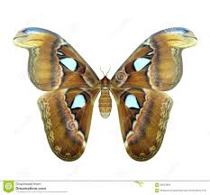 We did not find results for: Atlasspinner Oder Attacus Atlas Ist Ein Grosser Schmetterling Stockbild Bild Von Voll Elegant 98253695