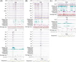 The majority of our calls are managed by british contact. Nucleotide Excision Repair Hotspots Of Uv Induced Dna Damage In The Human Genome Biorxiv