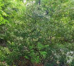 Wax myrtle is a native plant that is a very fast grower. Southern Wax Myrtle Forest Garden