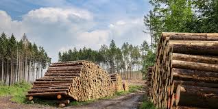 Southern lumber supply awards & accolades. Lumber Prices Are Cooling After Rallying Over 400 In 12 Months Here Is Where 4 Experts Say The Red Hot Commodity Goes From Here Markets Insider