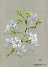 Check spelling or type a new query. Jasmine Flower Drawing Google Search Flowersdrawing Jasmine Flower Tattoos Flower Drawing Flower Painting