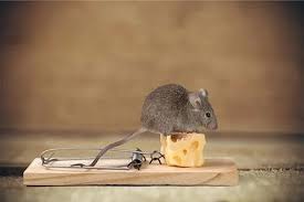 Maybe you would like to learn more about one of these? Common Rodent Myths That Affect Control Effectiveness