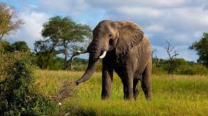 Elephant Wallpaper Hd Pack Elephant Images Elephant Images Hd Elephant Pictures