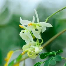 Image result for Moringa oleifera