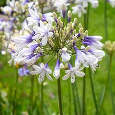 Image result for Agapanthus codii