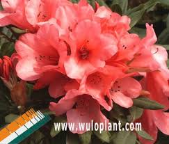 Rhododendron Dwarf Pink Rhododendron Winsome