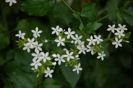Image result for Plumbago zeylanica