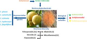 Image result for Achariaceae