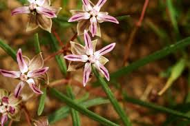 Image result for Ascolepis protea