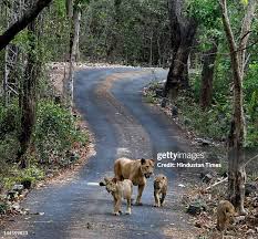 625 Sanjay Gandhi National Park Stock ...