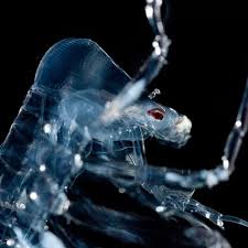 Image result for Amphiasma