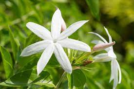 There are greater than 130 varieties of plant life to choose from, all of i love all flowers and have appreciated them since i was little. Common Jasmine Varieties What Are Some Different Types Of Jasmine