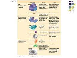 We did not find results for: Chapter 4 A Tour Of The Cell Ppt Download