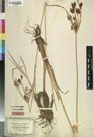 Image result for Cyperus aterrimus