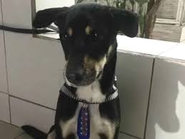 Cão aguardando adoção em abrigo, com olhar atento