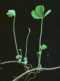 Image result for Marsilea minuta