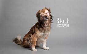 Maybe you would like to learn more about one of these? Roadrunner Medical Fund Kc Pet Project