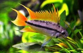 In stock cockatoo dwarf cichlid: Cacatuoides Apistogramma Orange Flash Aquarium Fish Tropical Fish Aquarium Freshwater Fish