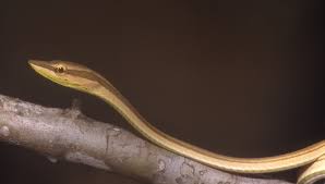 Image result for Pleiotaxis argentea