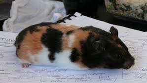 Black And White Syrian Hamster For Sale Sirpan Ja Karrin Hamsteriblogi Nayttelyt Syrian Hamster Baby Hamster Cute Hamsters