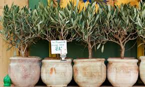 Dabei stehen mehrere möglichkeiten zur wahl: Olivenbaum Uberwintern 5 Einfache Tipps Und Regeln