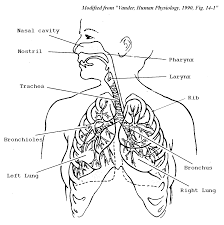 Visit howstuffworks to learn more about the diseases of the respiratory system. Respiratory System Coloring Page Cc3 Classical Homeschooling For Coloring Books Anatomy Coloring Book Coloring Pages